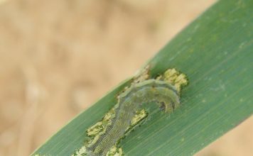 The importance of IPM in managing insect pests