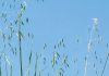 A practical guide to weed identification