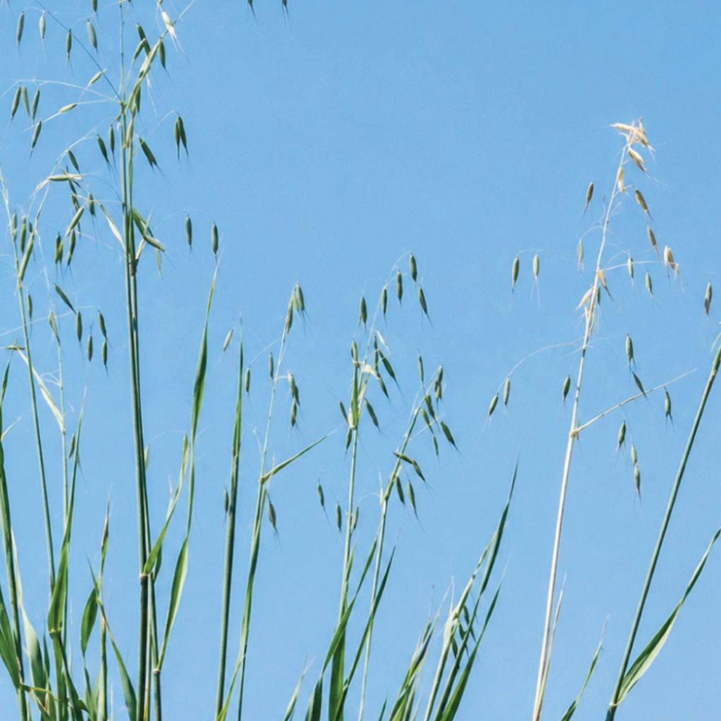 A practical guide to weed identification