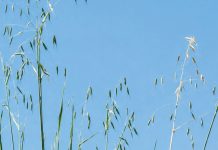 A practical guide to weed identification