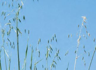A practical guide to weed identification