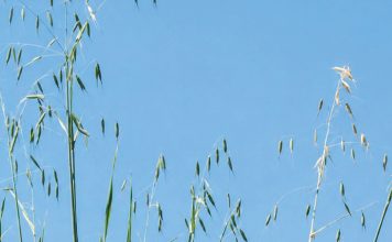A practical guide to weed identification