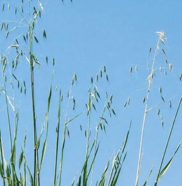 A practical guide to weed identification