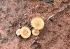 In-field detection of S. sclerotiorum ascospores in soybean