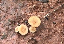 In-field detection of S. sclerotiorum ascospores in soybean