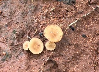 In-field detection of S. sclerotiorum ascospores in soybean