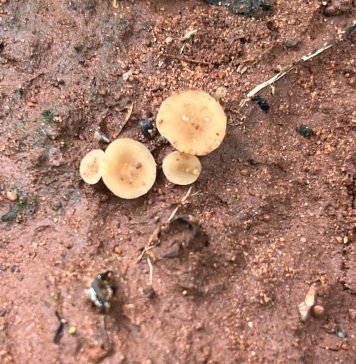 In-field detection of S. sclerotiorum ascospores in soybean