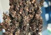 Grain sorghum diseases: lessons from three growing seasons