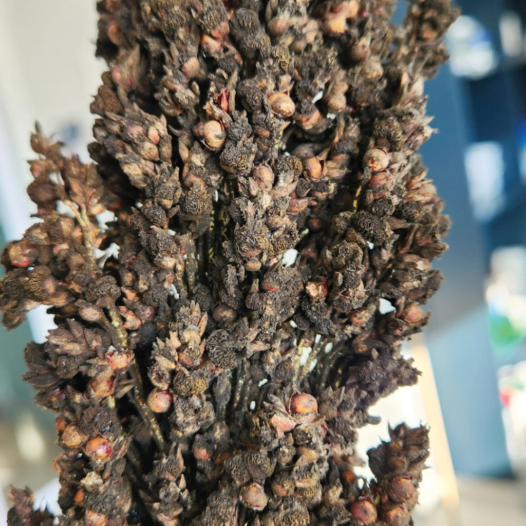 Grain sorghum diseases: lessons from three growing seasons