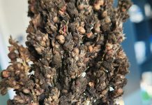 Grain sorghum diseases: lessons from three growing seasons