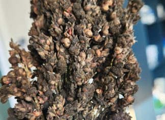 Grain sorghum diseases: lessons from three growing seasons