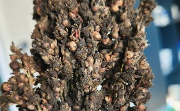 Grain sorghum diseases: lessons from three growing seasons