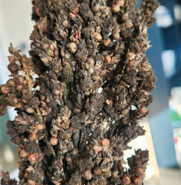 Grain sorghum diseases: lessons from three growing seasons