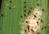 An overview on fall armyworm