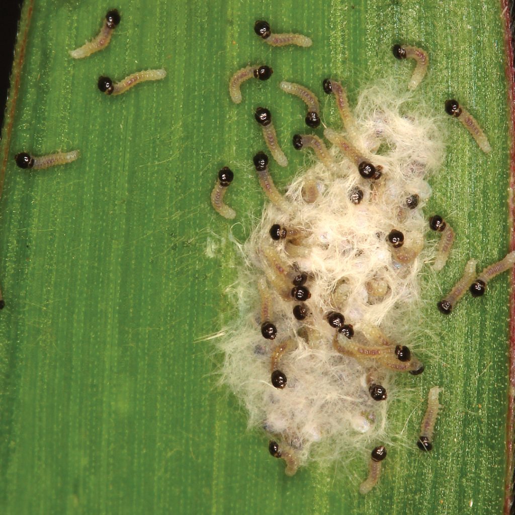 An overview on fall armyworm