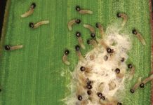 An overview on fall armyworm