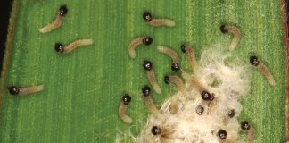 An overview on fall armyworm