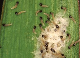 An overview on fall armyworm
