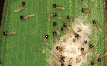 An overview on fall armyworm