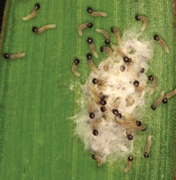 An overview on fall armyworm