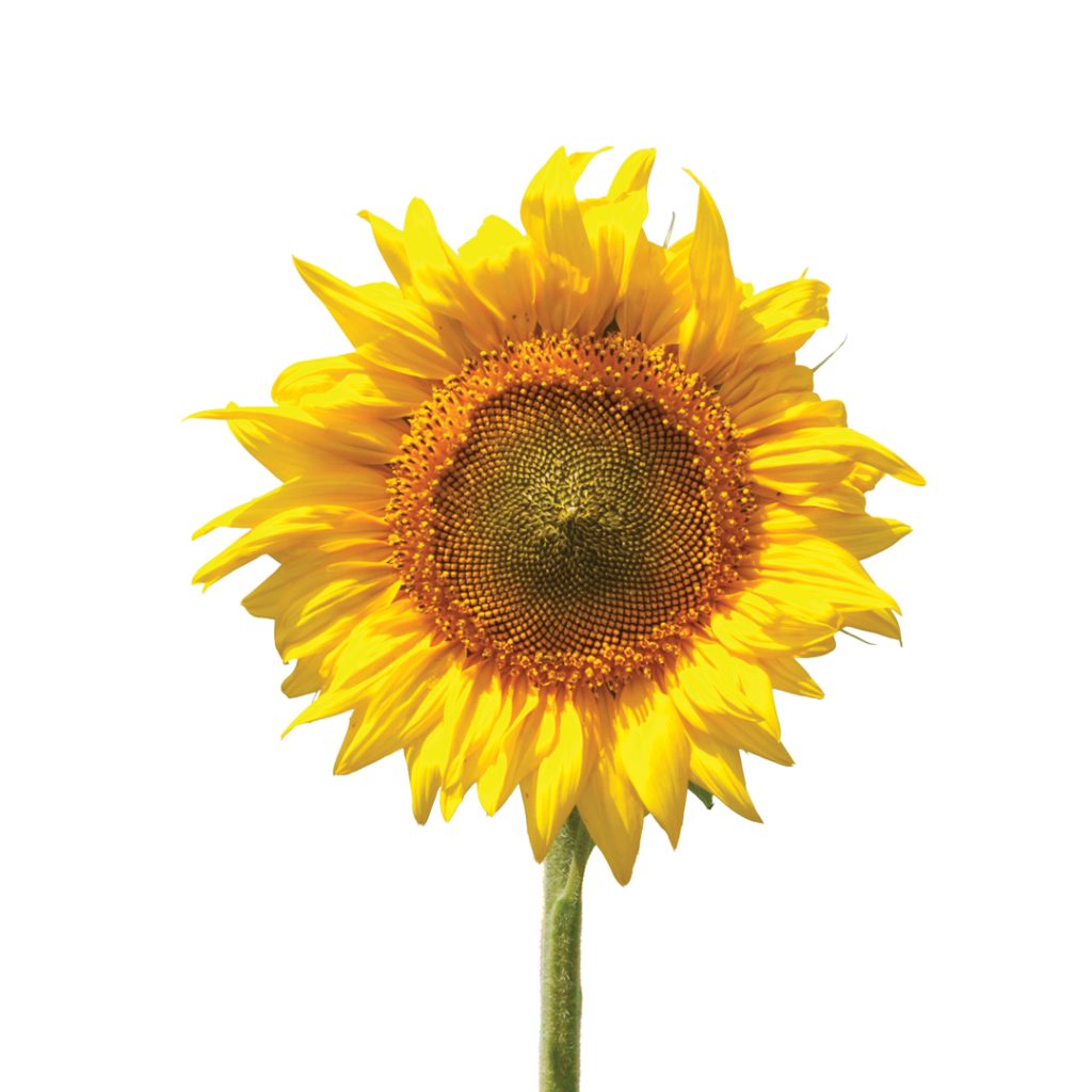 Plantdiepte en oorplant in perspektief