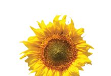 Plantdiepte en oorplant in perspektief