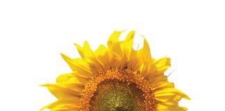Plantdiepte en oorplant in perspektief