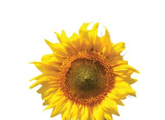 Plantdiepte en oorplant in perspektief