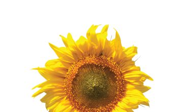 Plantdiepte en oorplant in perspektief