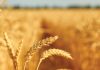 Can precision agriculture improve wheat profitability? Lessons from DIFM trials