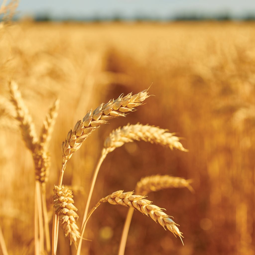 Can precision agriculture improve wheat profitability? Lessons from DIFM trials
