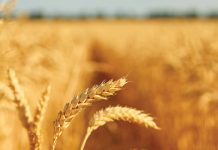 Can precision agriculture improve wheat profitability? Lessons from DIFM trials