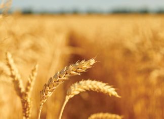 Can precision agriculture improve wheat profitability? Lessons from DIFM trials