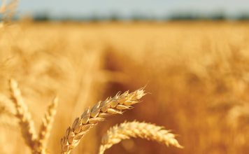 Can precision agriculture improve wheat profitability? Lessons from DIFM trials