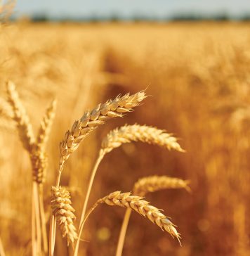 Can precision agriculture improve wheat profitability? Lessons from DIFM trials