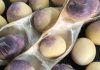 Cercospora leaf blight and purple seed stain – recognising the risk