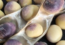 Cercospora leaf blight and purple seed stain – recognising the risk