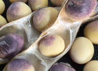 Cercospora leaf blight and purple seed stain – recognising the risk