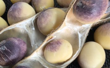 Cercospora leaf blight and purple seed stain – recognising the risk