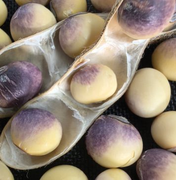 Cercospora leaf blight and purple seed stain – recognising the risk