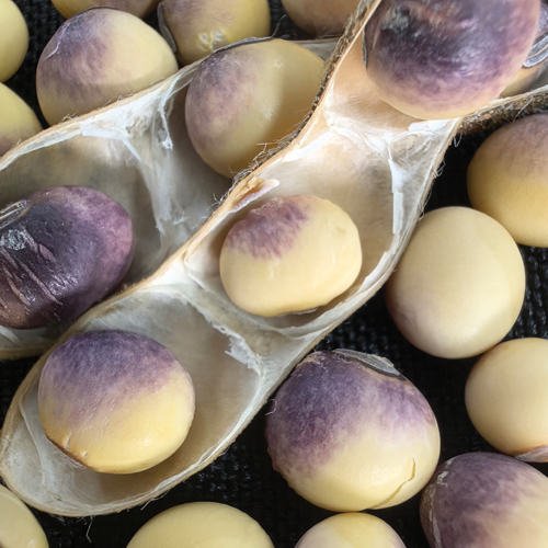 Cercospora leaf blight and purple seed stain – recognising the risk