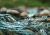 Van rivier tot wortelsone en terug: waterkwaliteit onder die loep